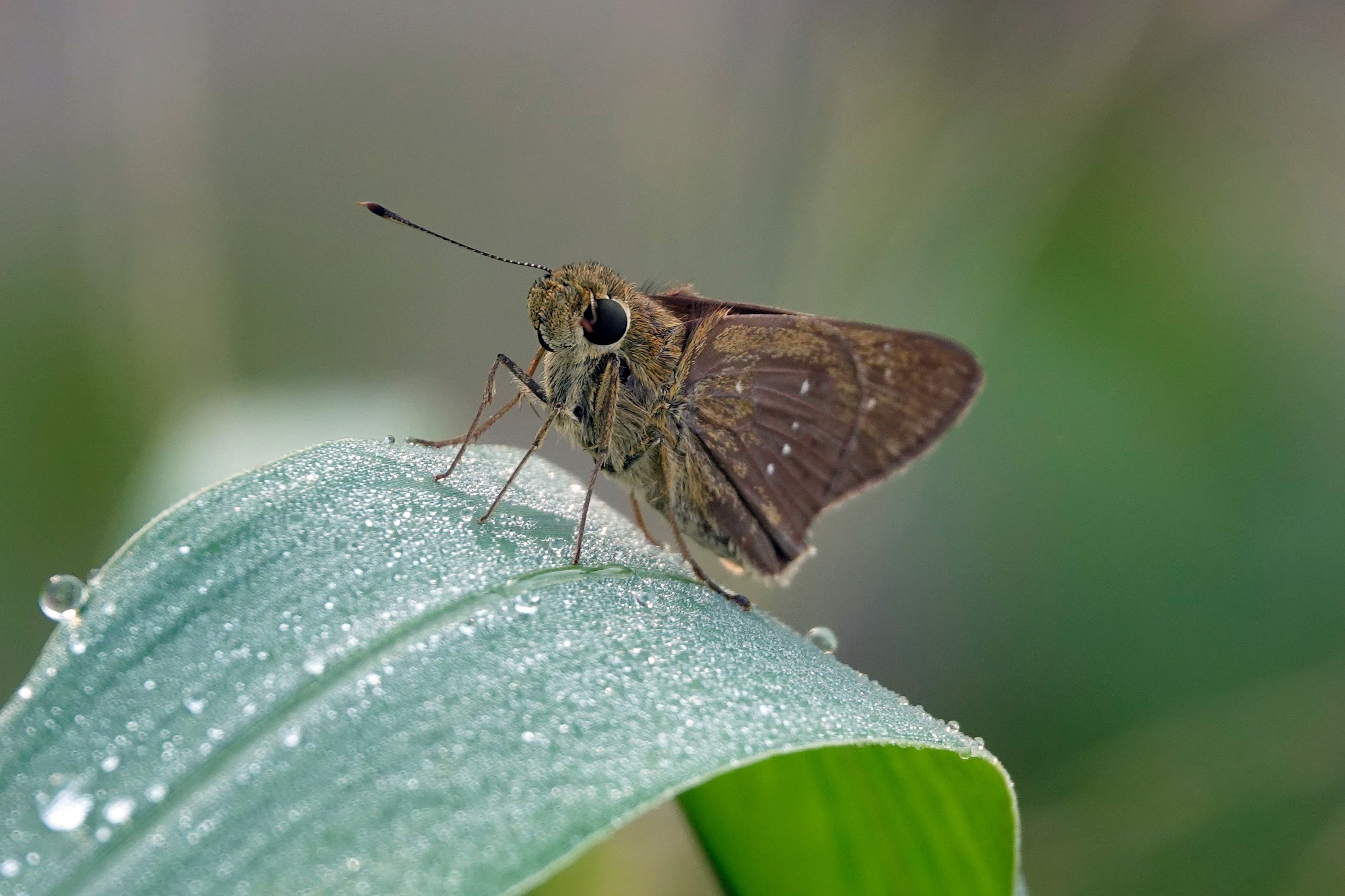 Coconut skipper as a pest explained