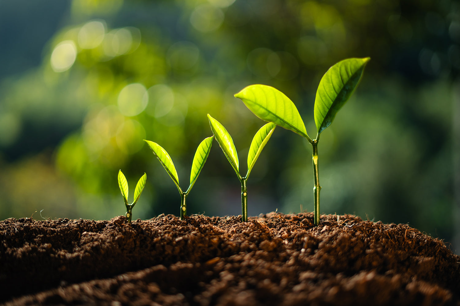 Copper - The Essential Micronutrient for Robust Plant Growth