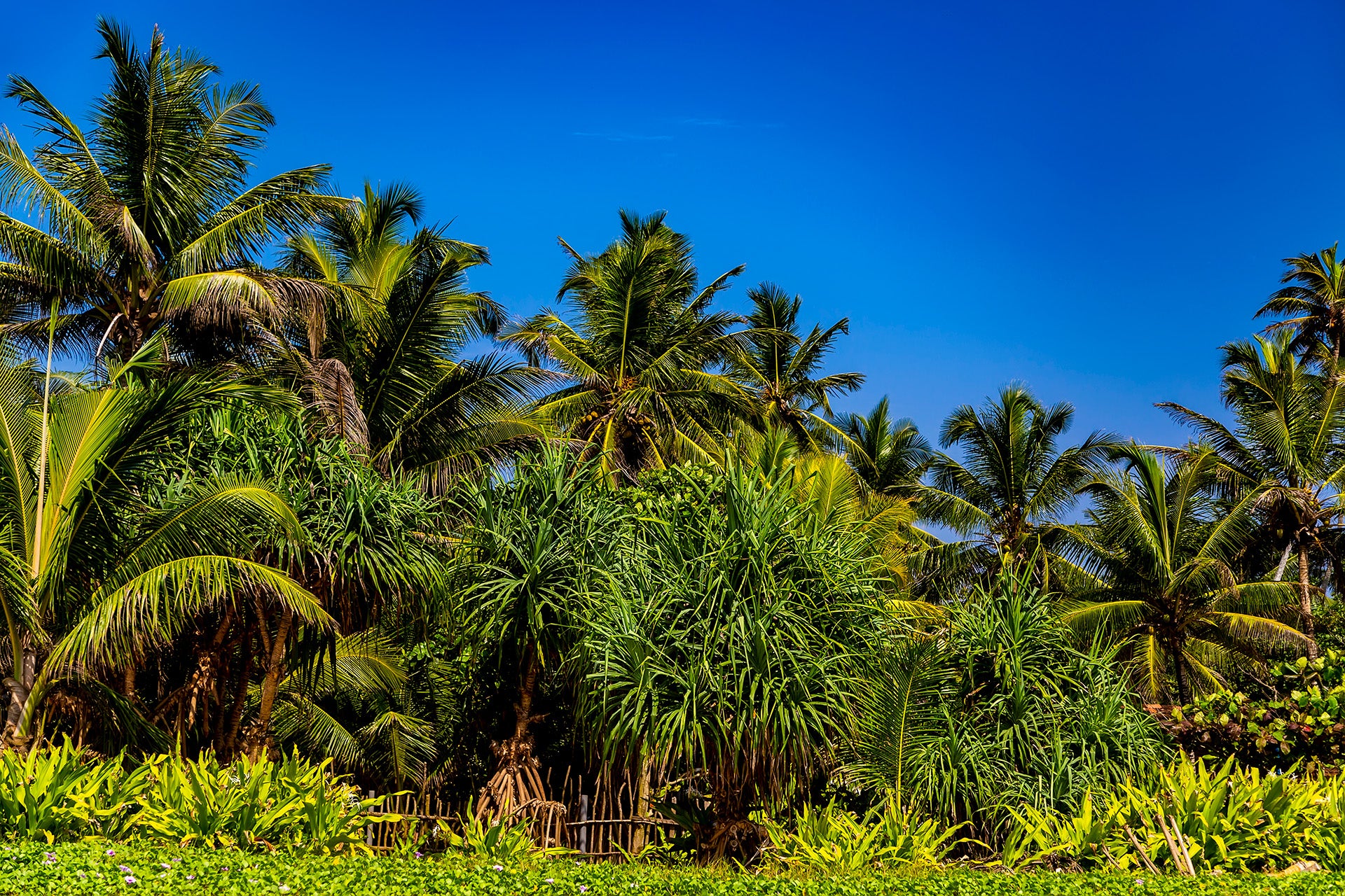 Crop boosters for better coconut cultivation