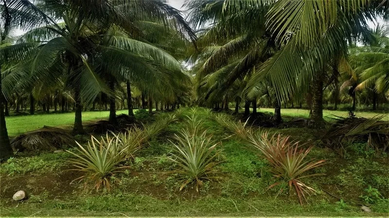 Crops Suited for Intercropping in Coconut Farms
