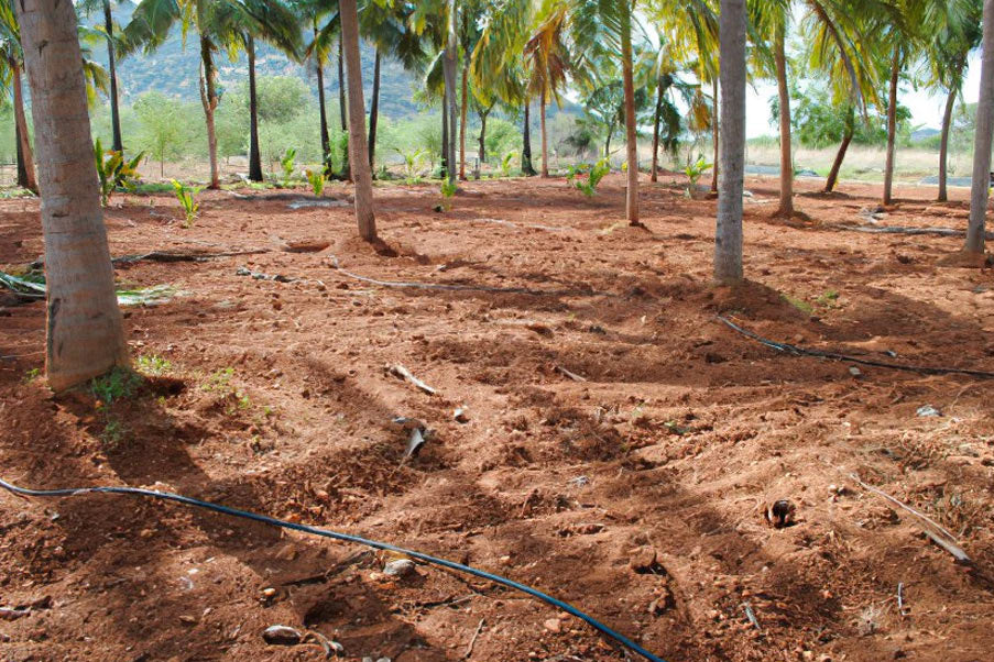Drought Management and Soil Moisture Conservation in Coconut Farming