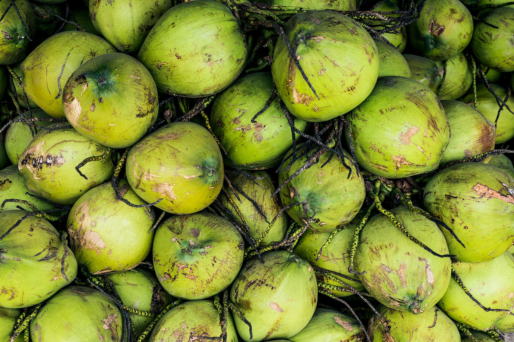 Eriophyd Mite in coconut farming explained