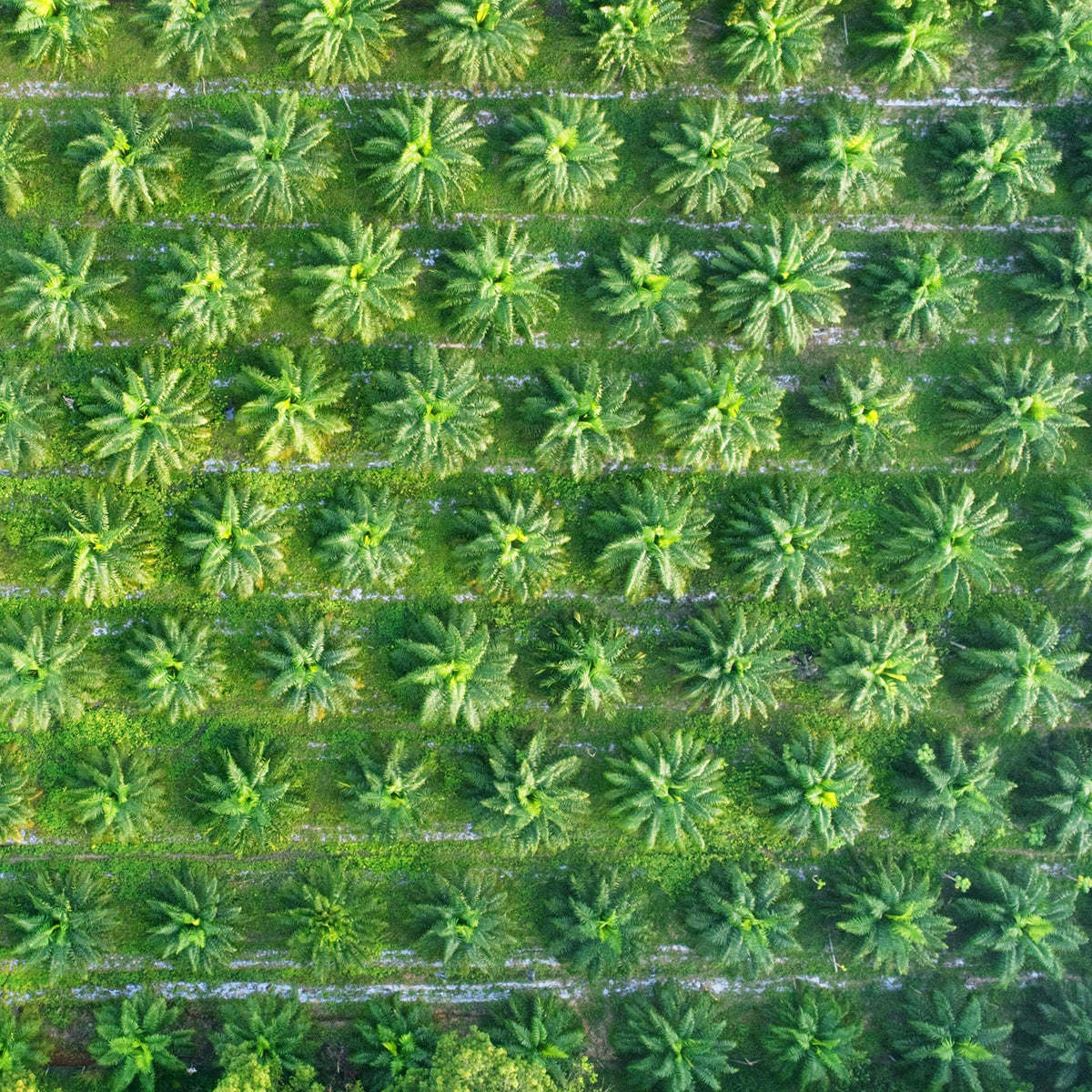 Calculating and Implementing Ideal Spacing in Your Coconut Plantation