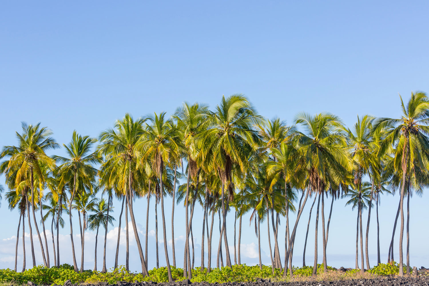 Exploring the Top 7 Tall Coconut Varieties Found in India