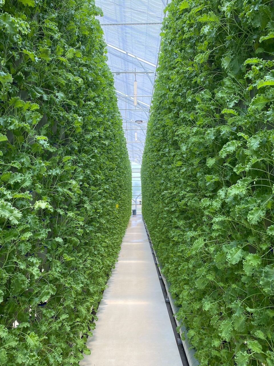 From Seed to Sky: How to Care for Your Vertical Garden