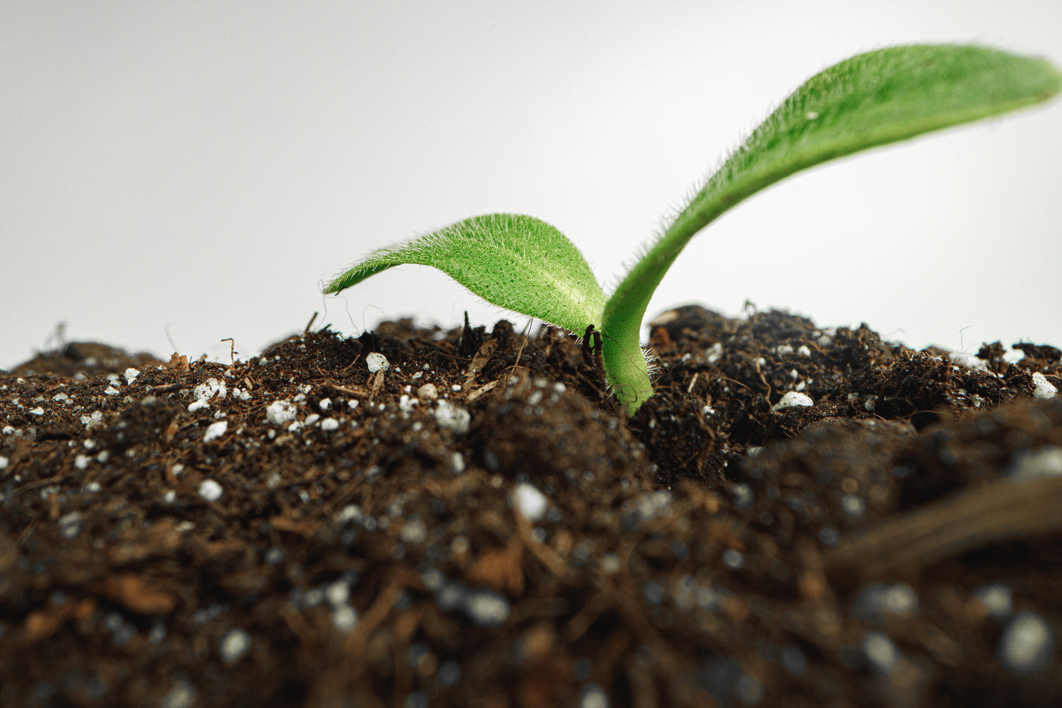 How Adding Hydrogen to Your Soil Can Supercharge Plant Growth: An Overview of the Benefits