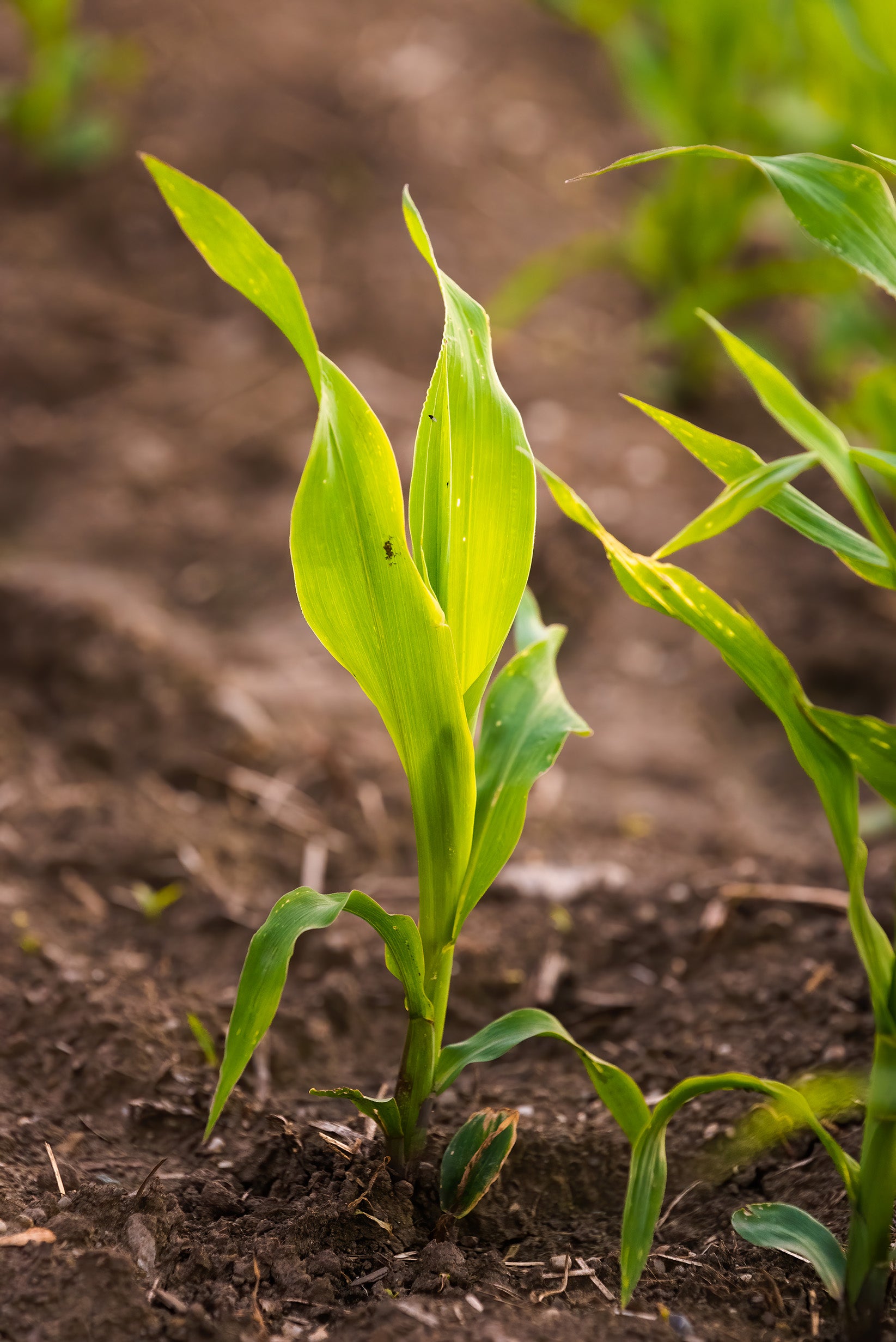 How Sulfur Improves Plant Growth: Uncovering the Benefits of This Essential Element