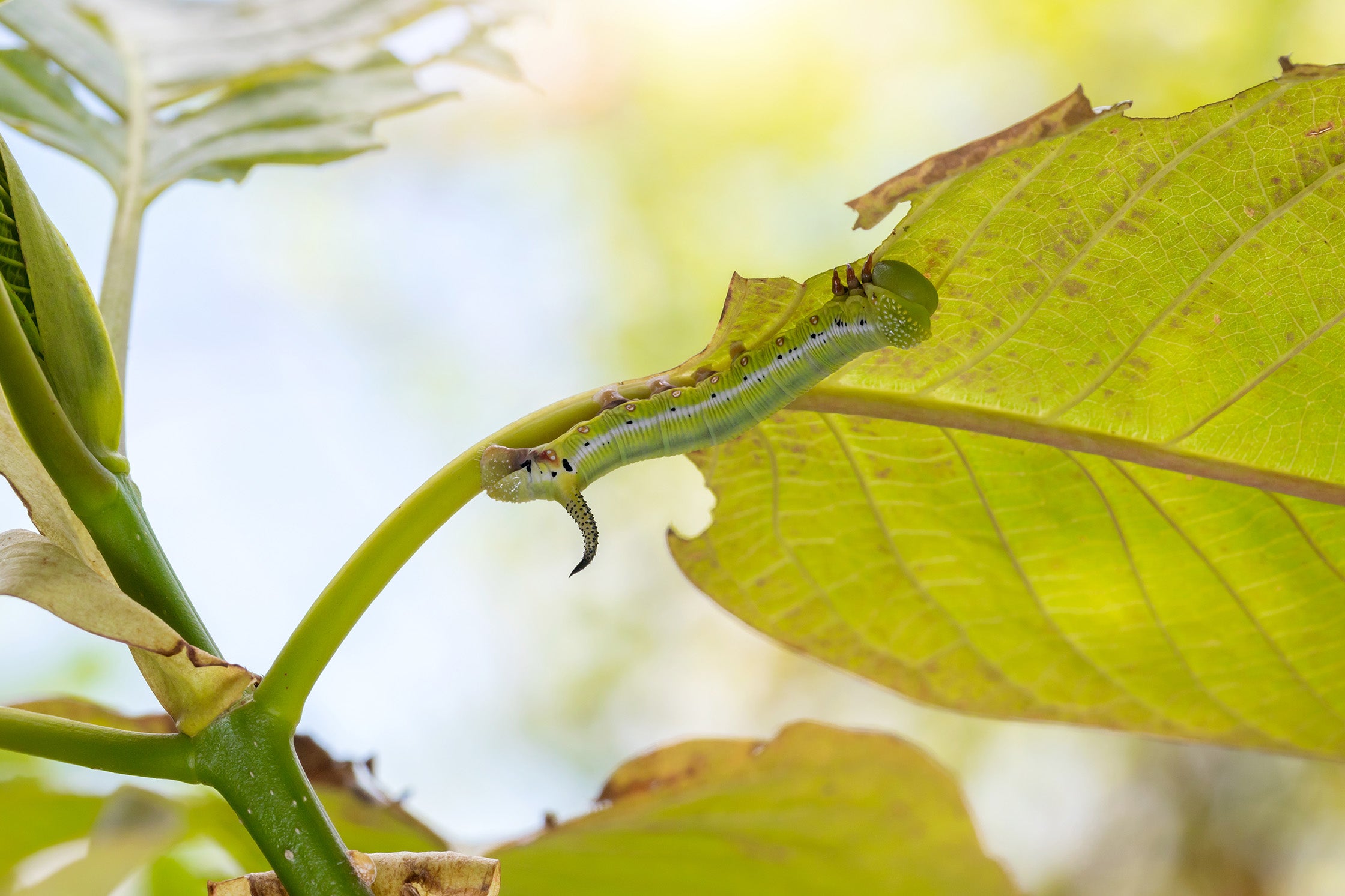 Leaf-eating caterpillars in coconut farming explained