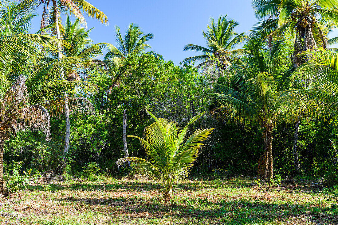 Cultivating Success: How to Manage Young Coconut Trees?