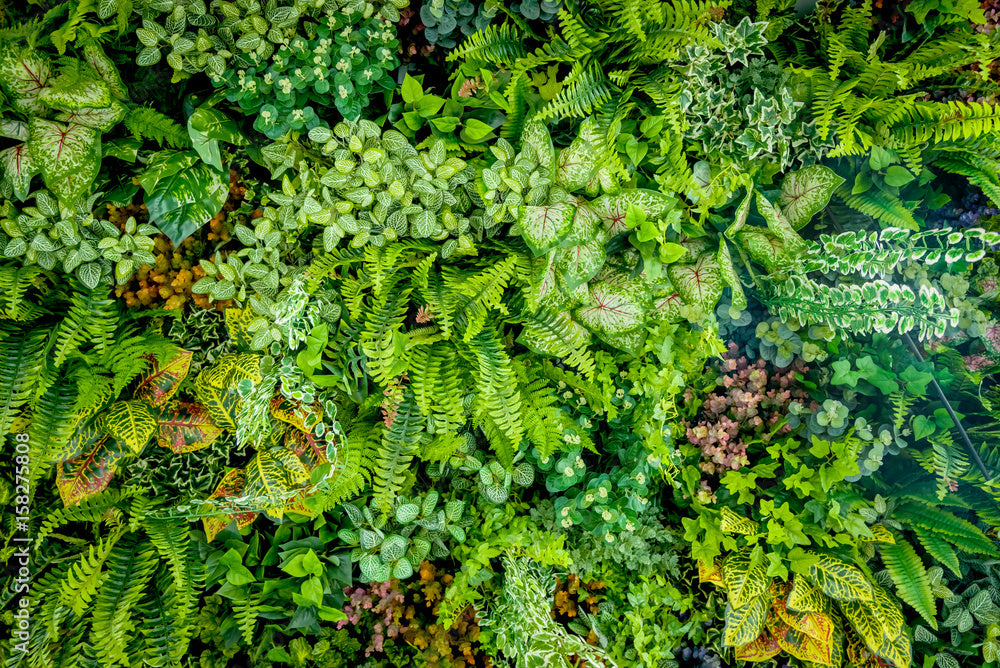 Maximizing Space, Minimizing Effort: Why Vertical Gardening is a Game-Changer