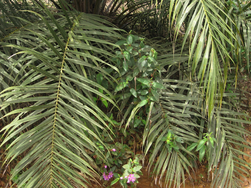 Shades of Green: Unveiling Nutrient Deficiencies in Coconut Palms