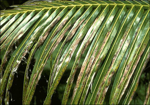 Nutrient Deficiency Symptoms in Coconut Palms