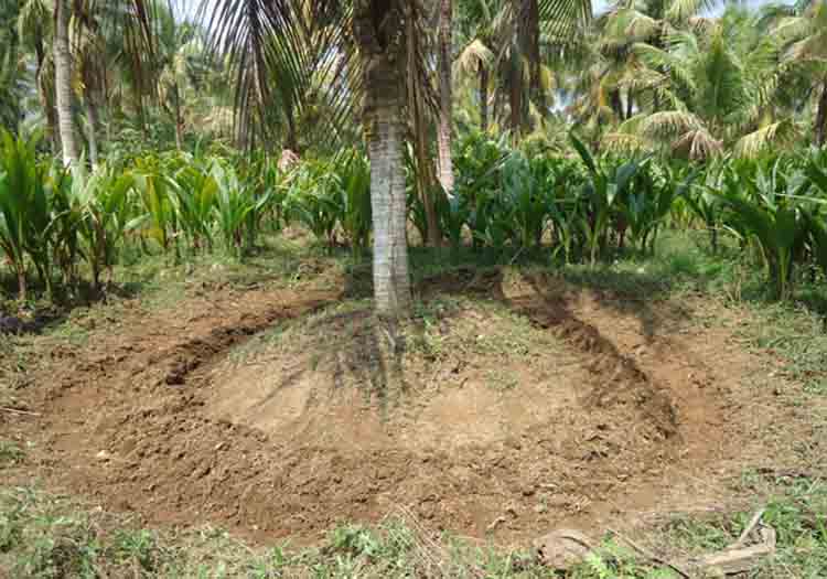 Nutrient Management in Coconut Plantations