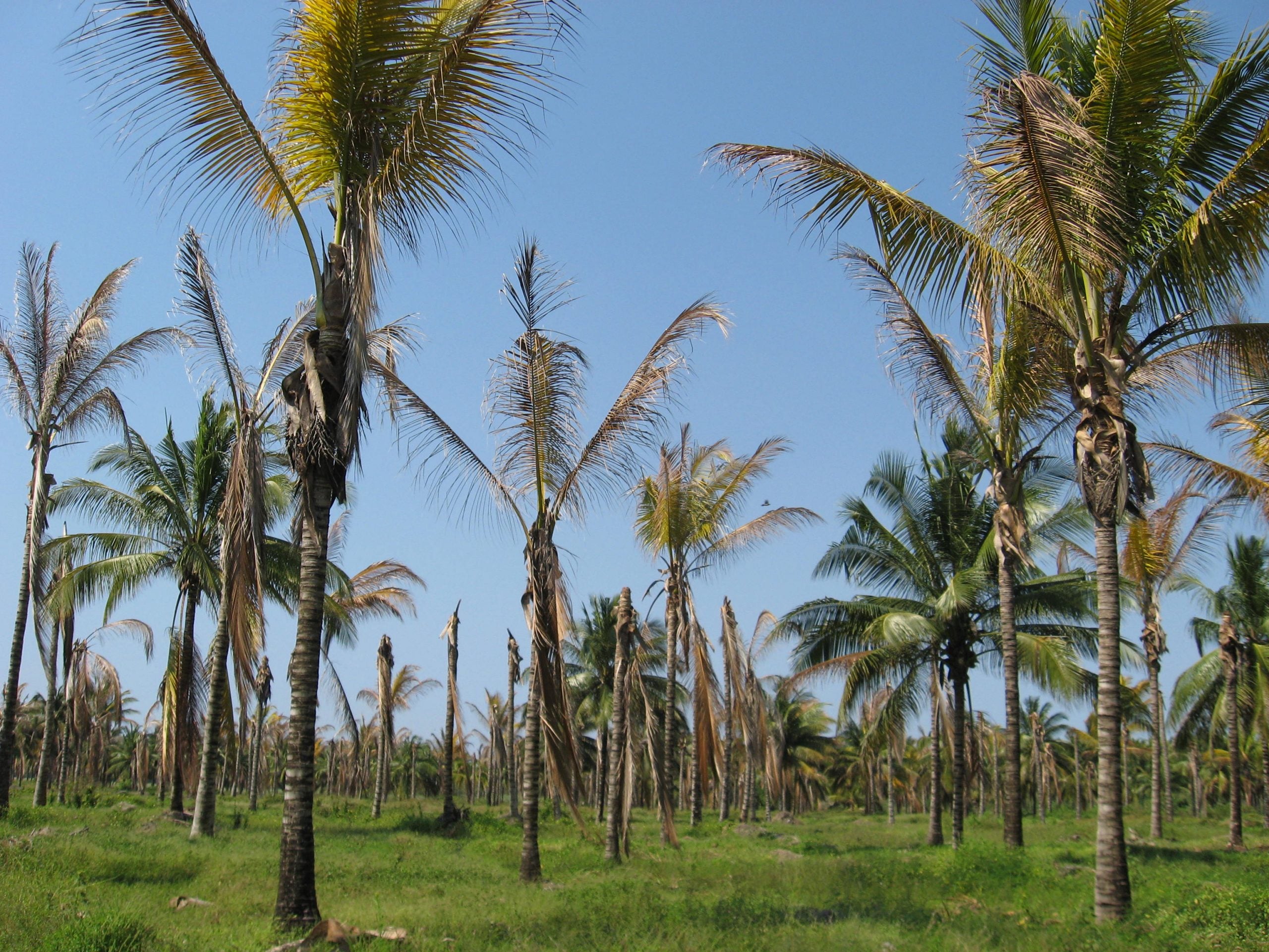 Pest Control Measures Undertaken in Coconut Farms