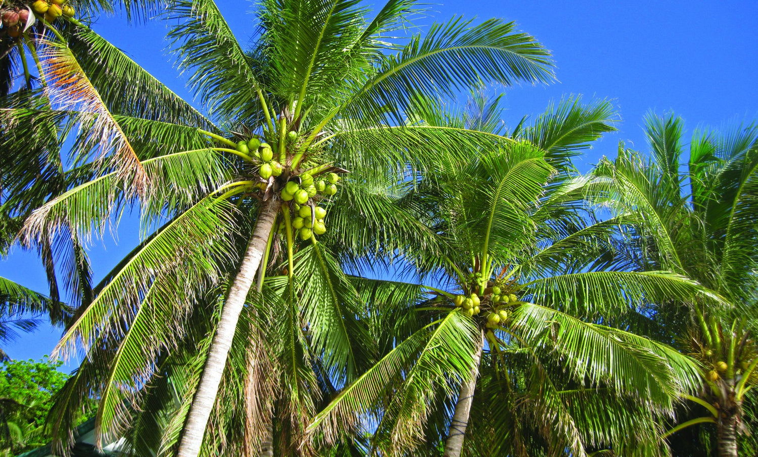 Post-harvest processing and value addition in coconut farms