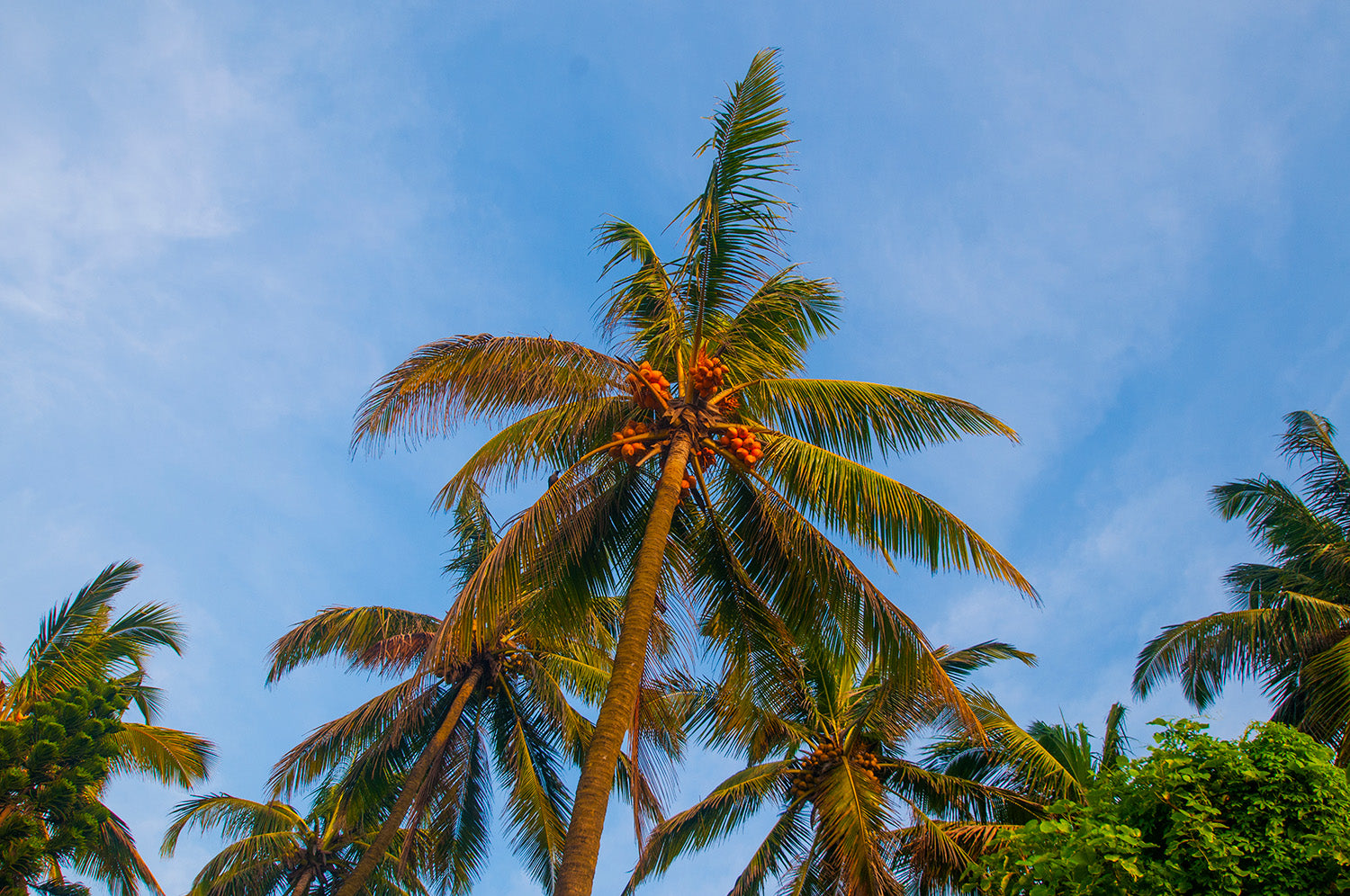 Potassium deficiency in coconut farming explained