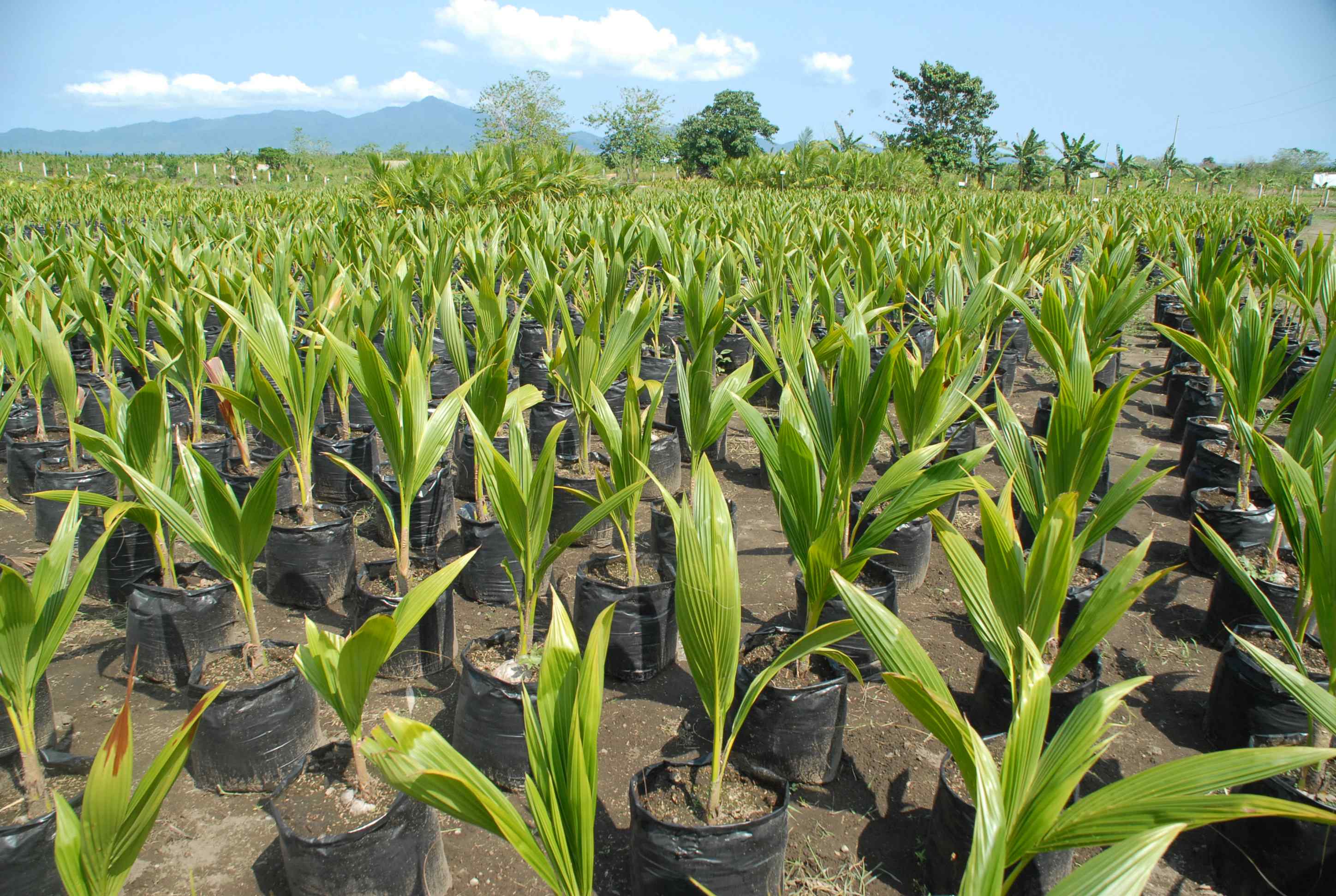 How to Raise a Nursery in Coconut Farms?