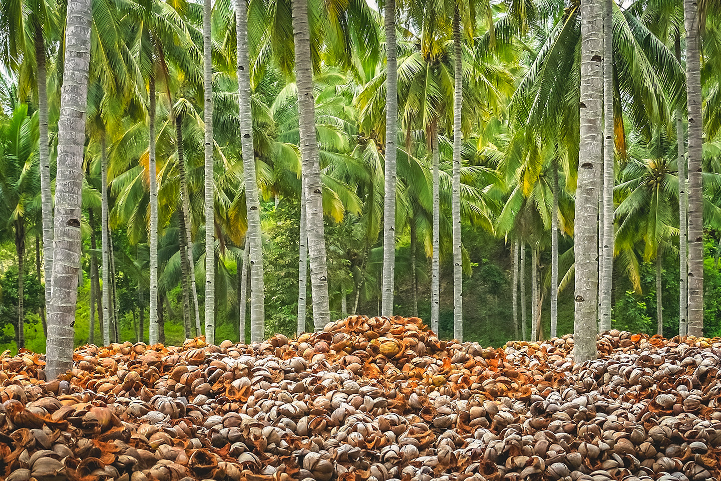 Recycling coconut palm waste like coconut husk
