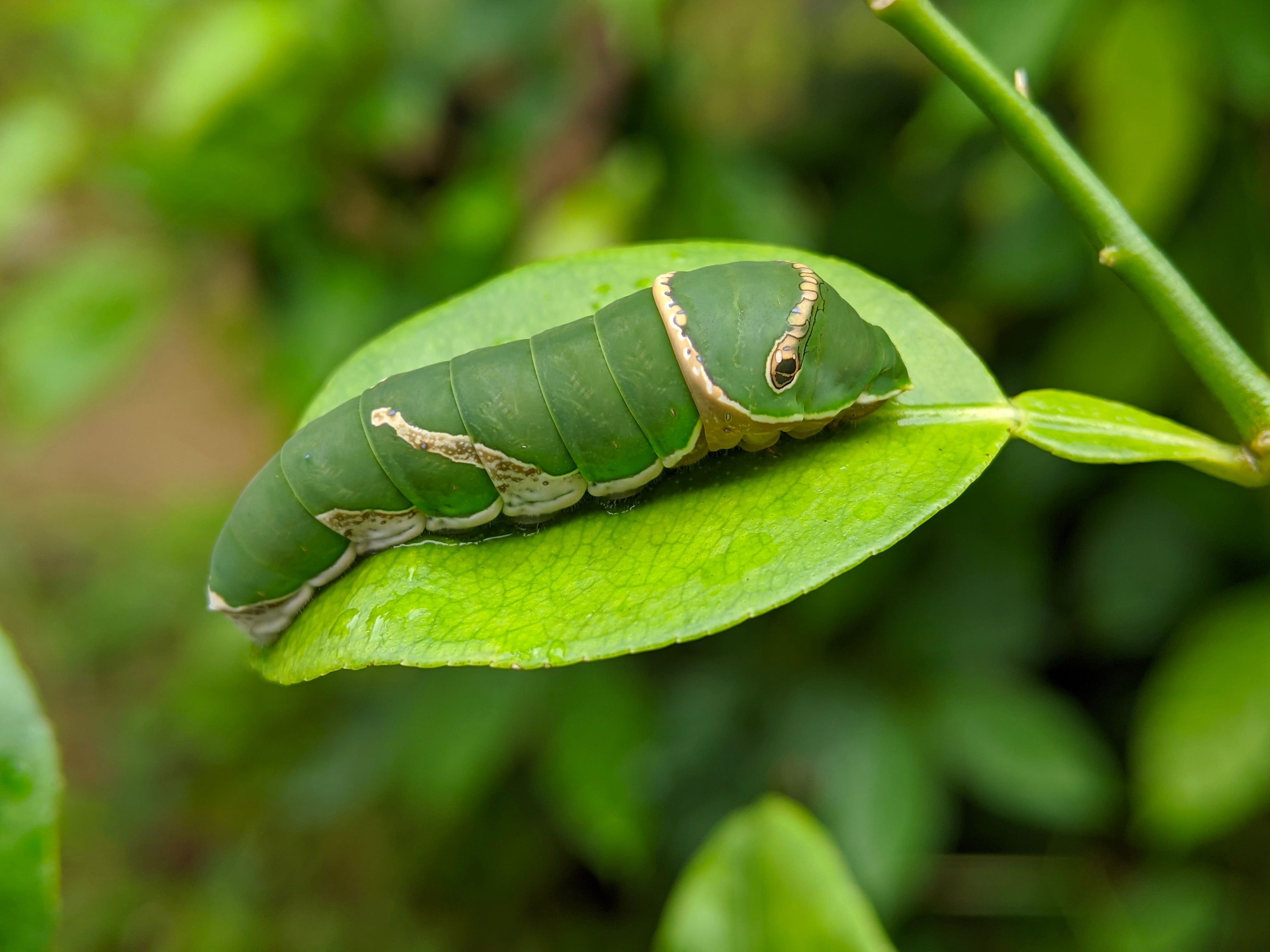 Slug caterpillar in coconut farming explained