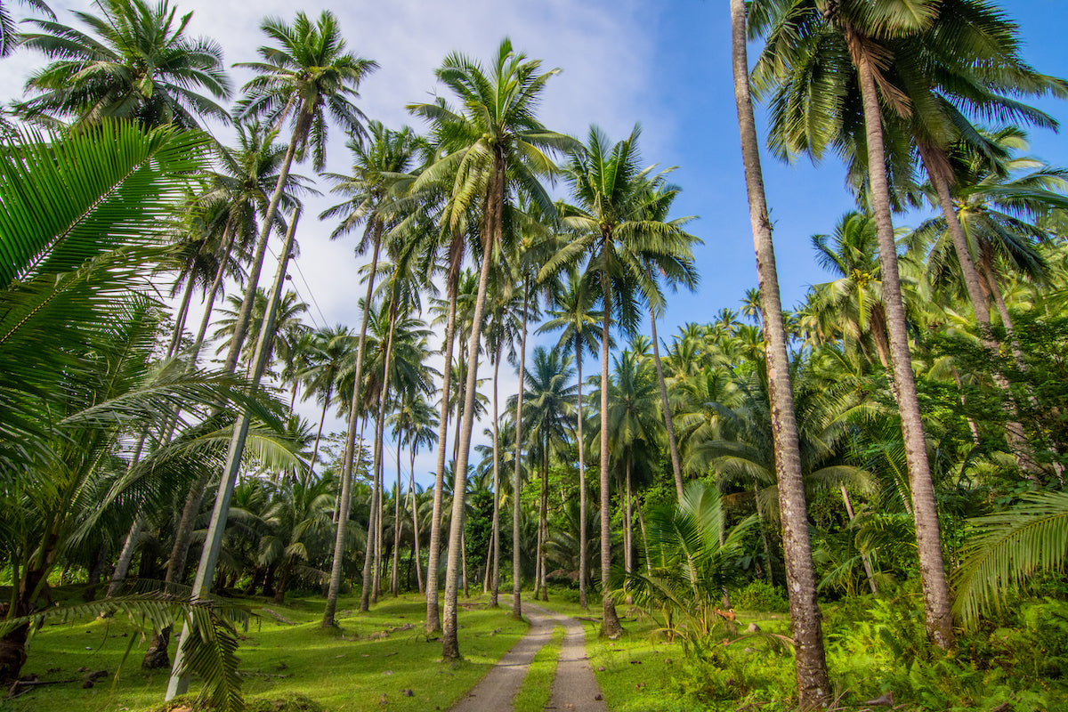 Common Problems Faced in Coconut Farming & Recommendations