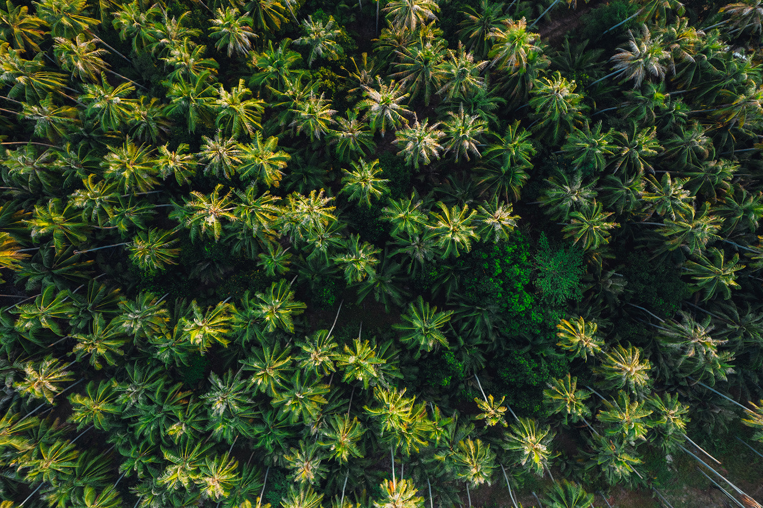 Strategic Planning: Designing the Perfect Layout for Your Coconut Farm