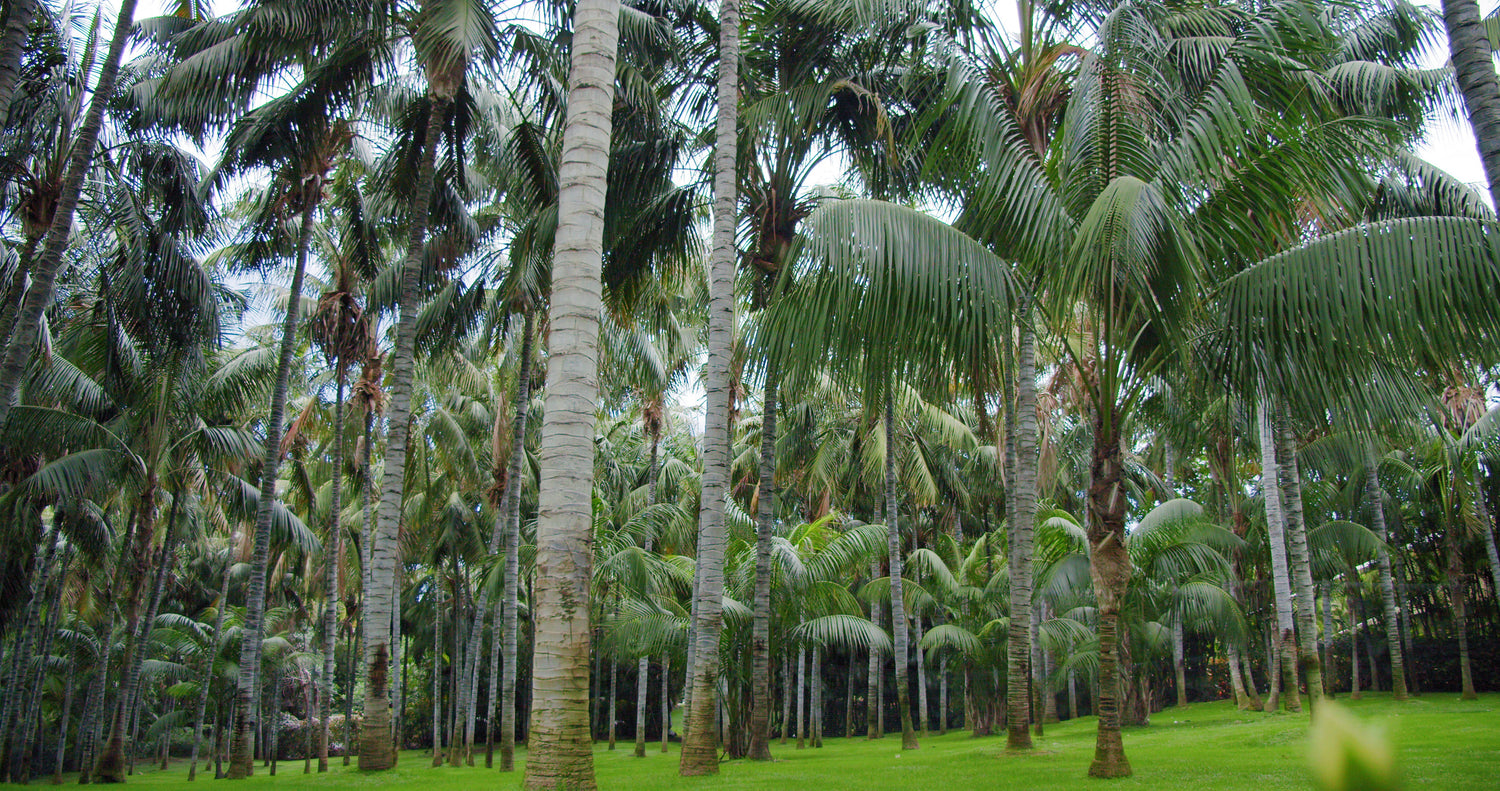 The Art of Effective Nursery Management in the World of Coconut Farming