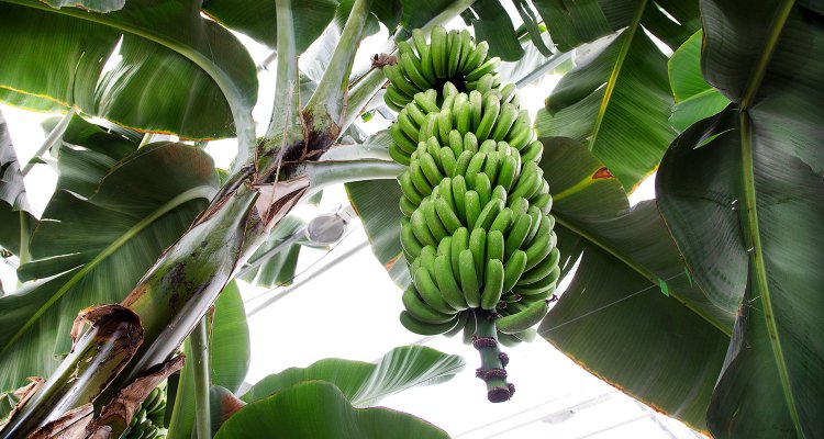 Peeling Back the Layers: The Banana's Worldwide Influence