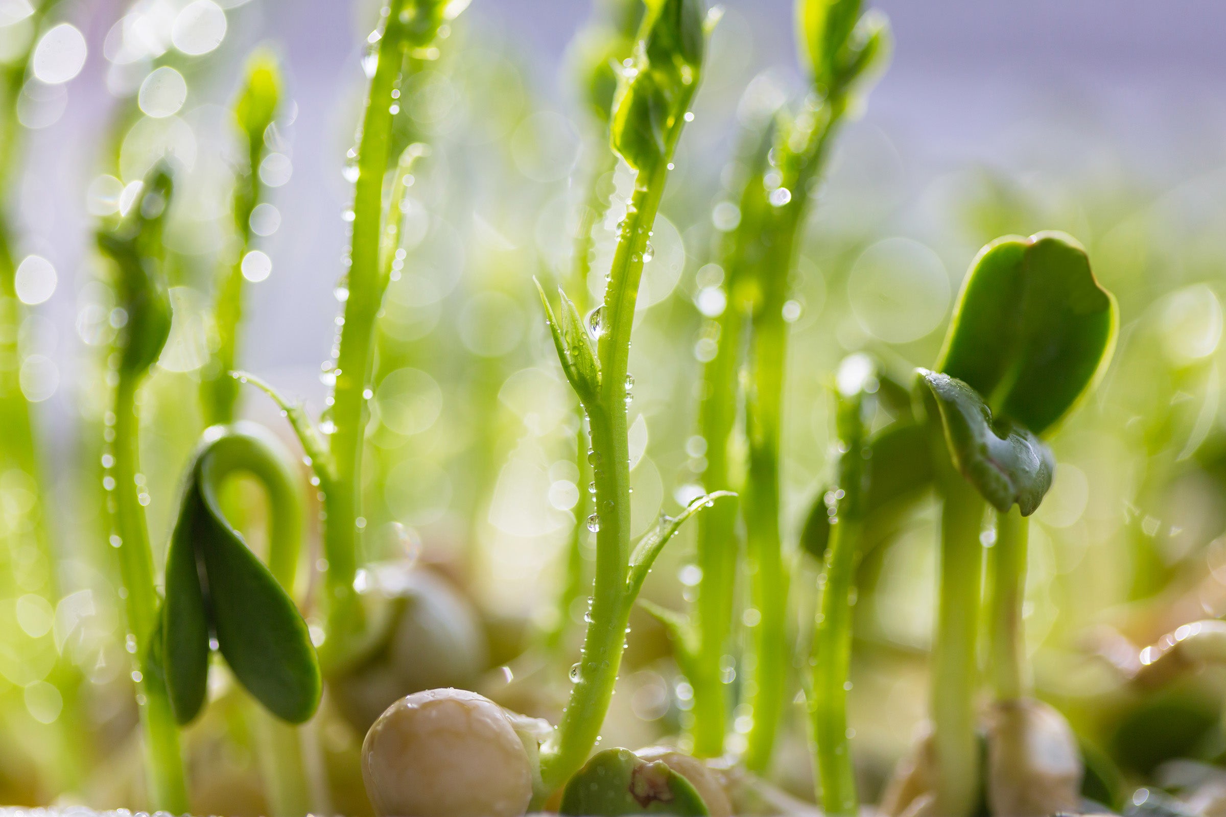 The Marvelous Wonders of Nitrogen: How this Essential Element Helps Plants Grow Stronger and Healthier