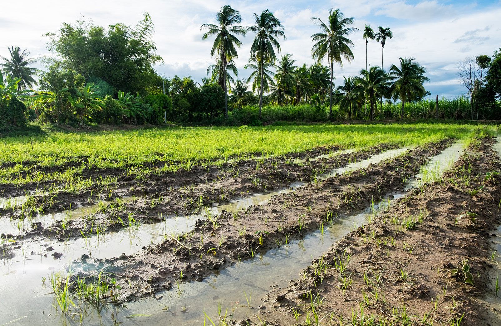 The Step-by-Step Guide to Land Preparation for Successful Coconut Farming