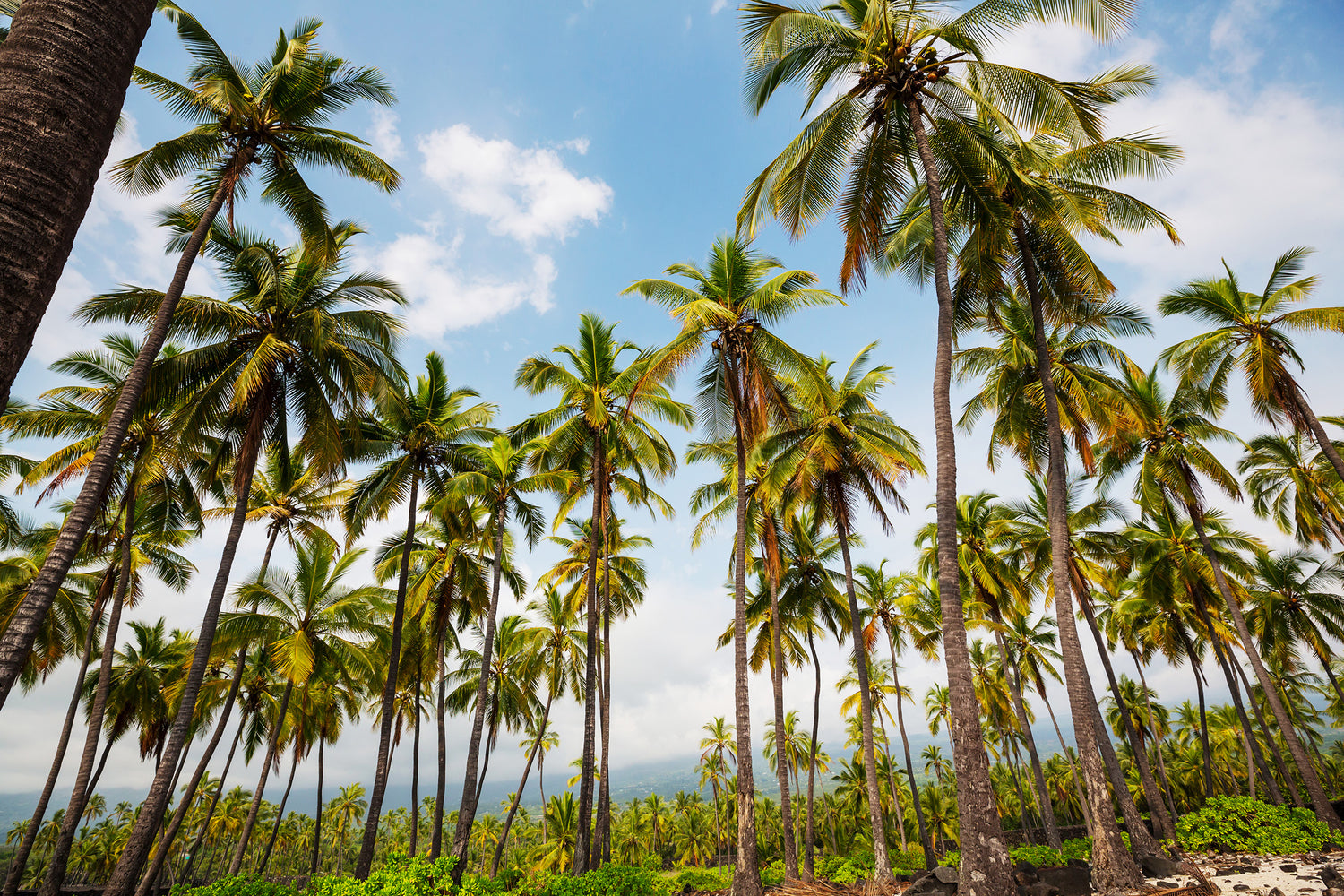 The Ultimate Guide to the 10 Best Hybrid Coconut Varieties in India