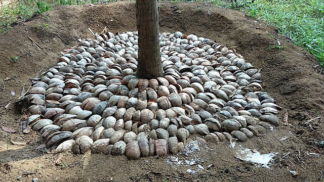 Mulching for Coconut Farming Explained