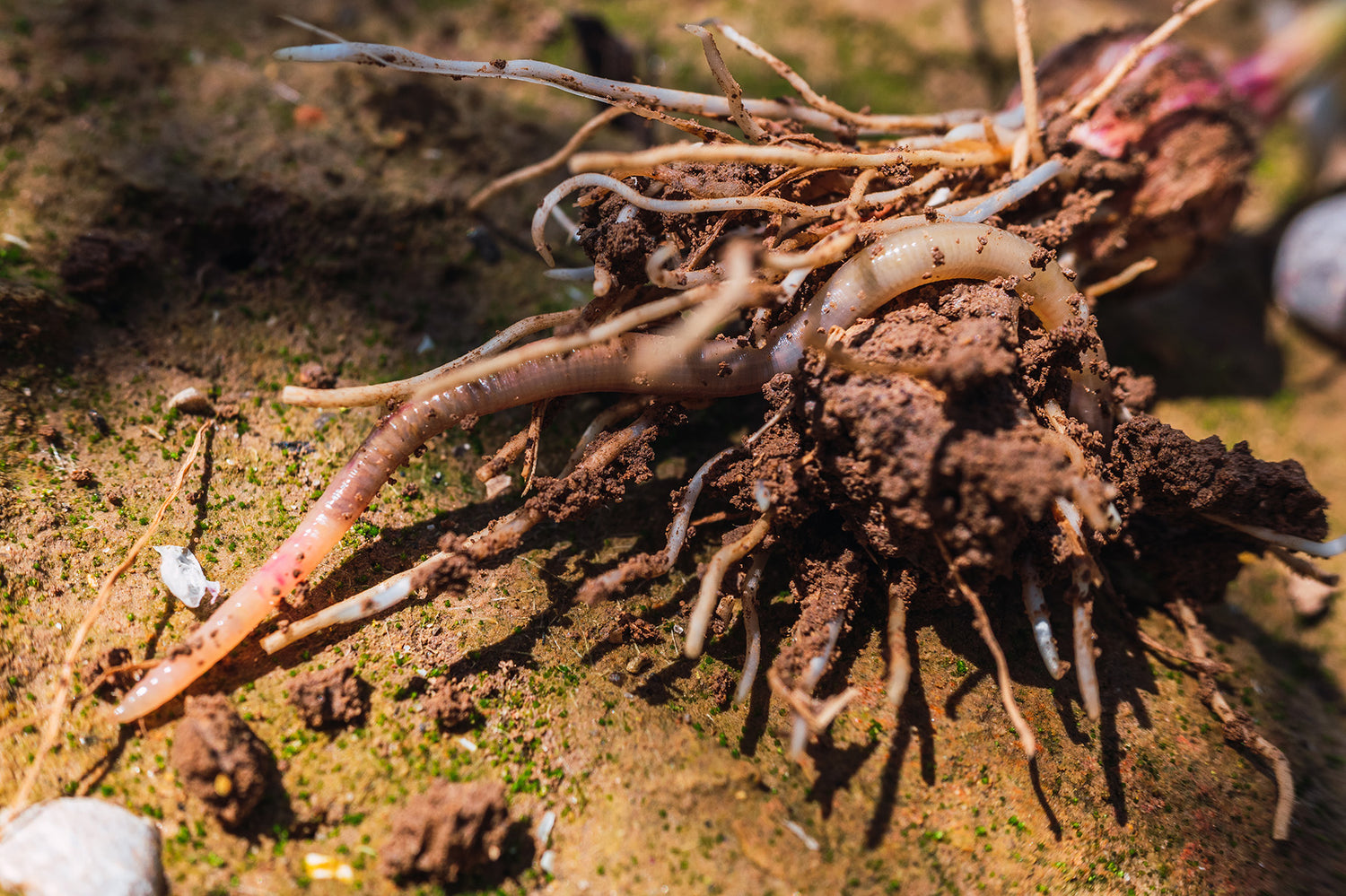 Ways to perform vermicomposting in coconut farming