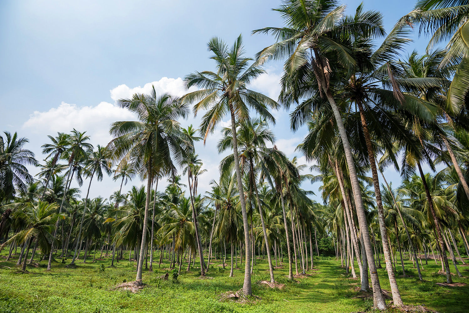Weed management 101: Essential practices for maintaining a healthy coconut farm