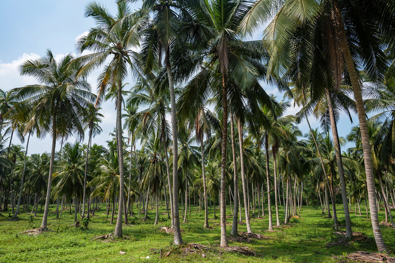 What are the nutrient protection technologies used in coconut farming?