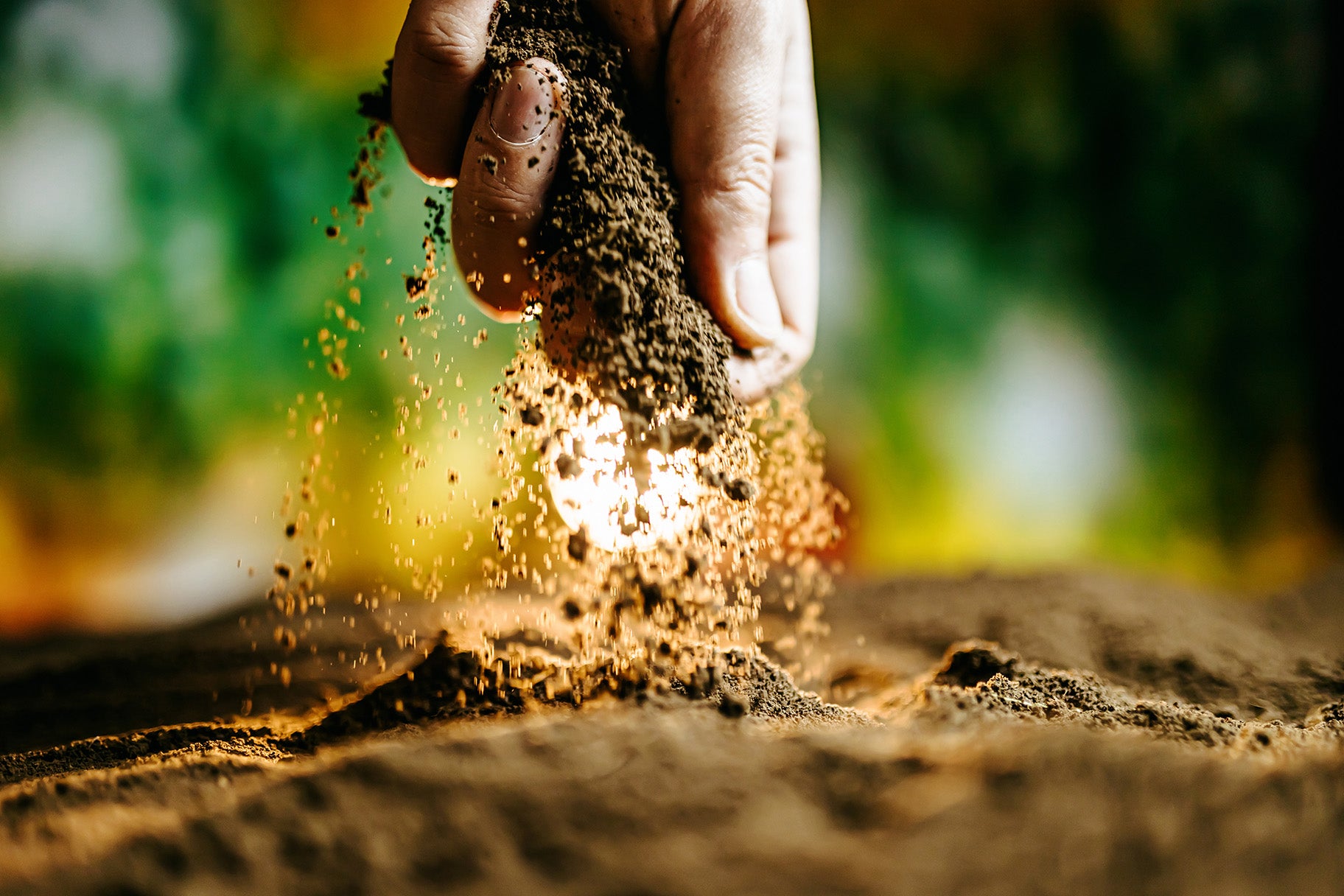 Why Proper Soil Management is Essential for Thriving Coconut Farms