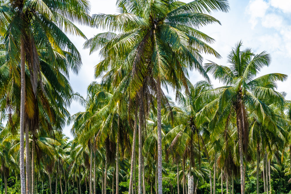 Wide varieties of the Coconut Palm Plants