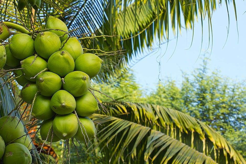 Yield Improvement Tips for Coconut Cultivation