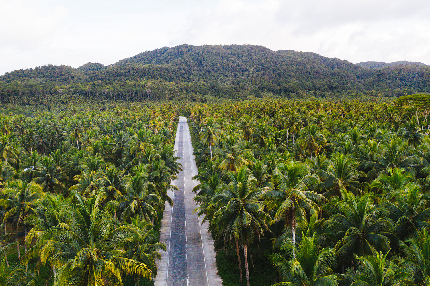 Zinc deficiency in coconut farming explained