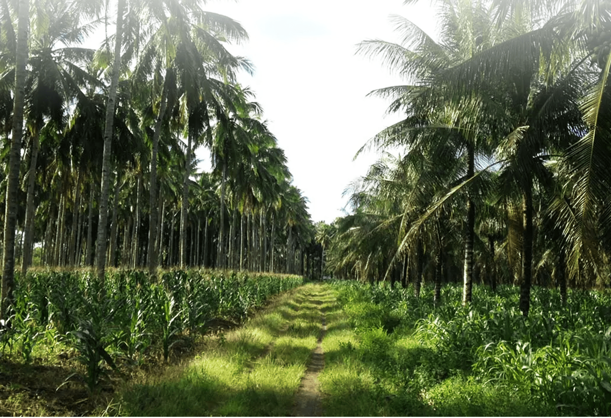 Maximizing Yield: Innovative Coconut Farming Systems