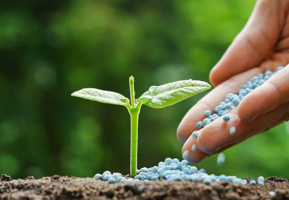 Fertilizing Success: Enhancing Coconut Growth