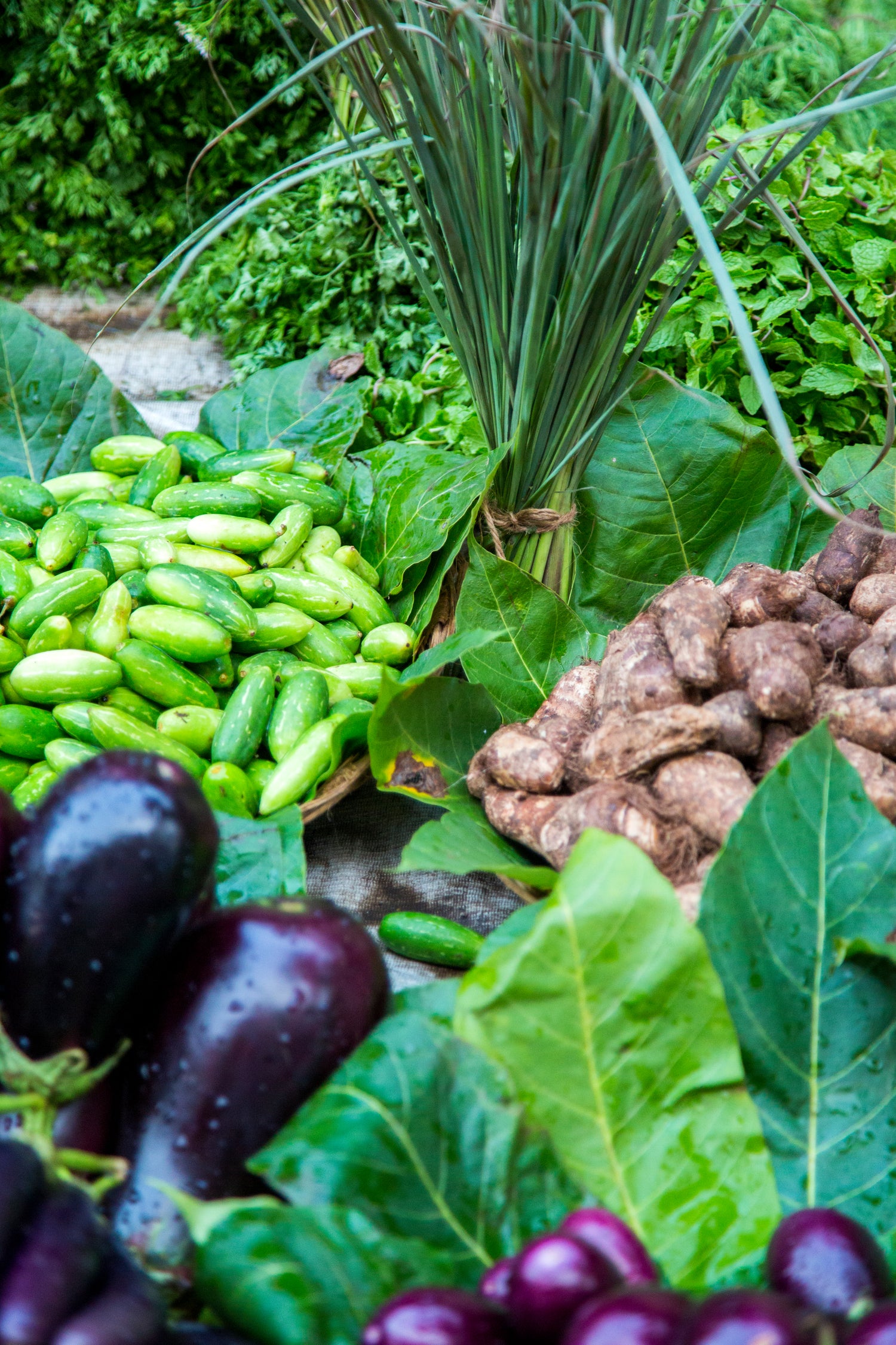 Urban Farming Is Good For The Environment, But Do You Have What It Takes?